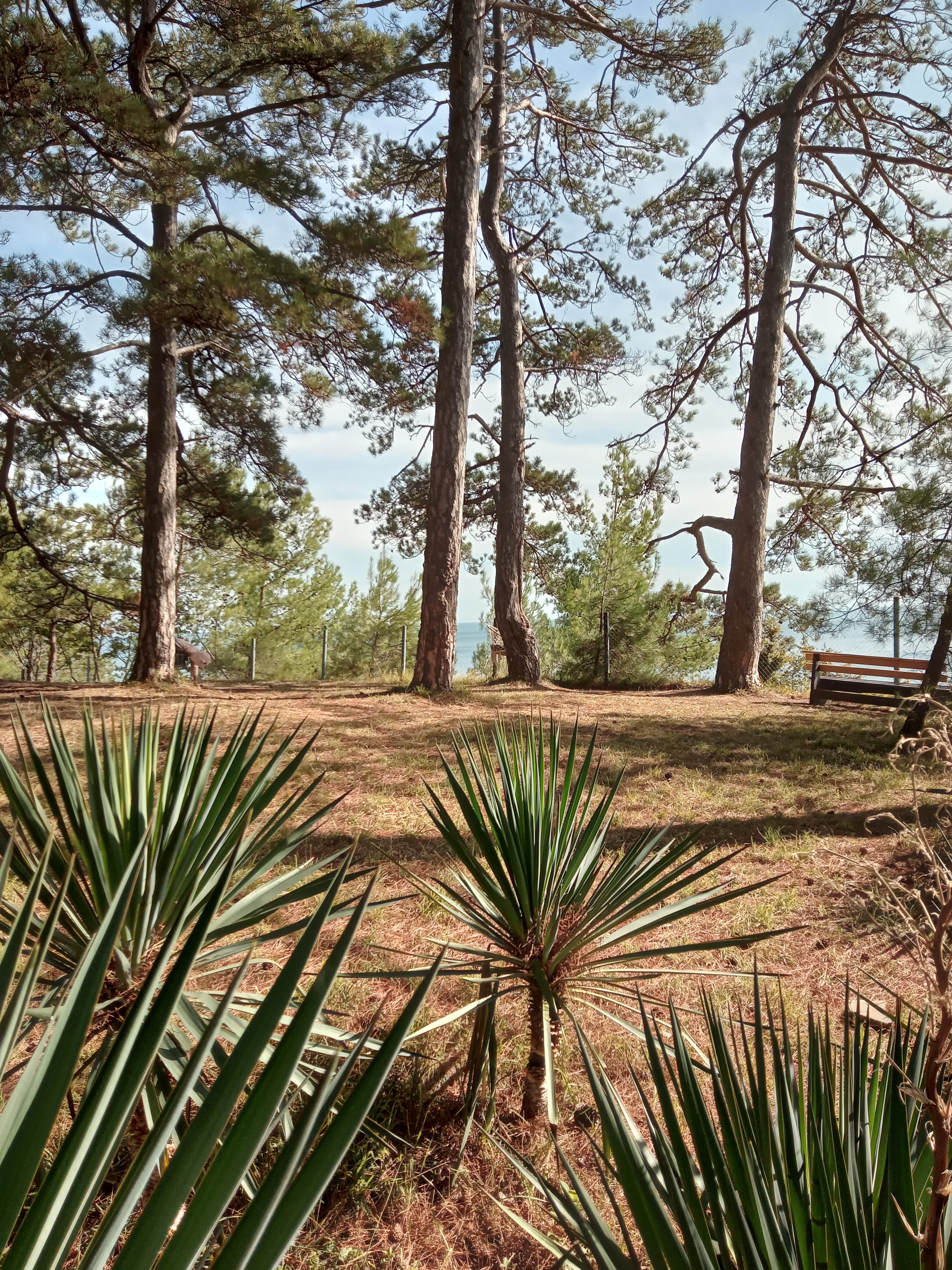 Фото Лунная поляна