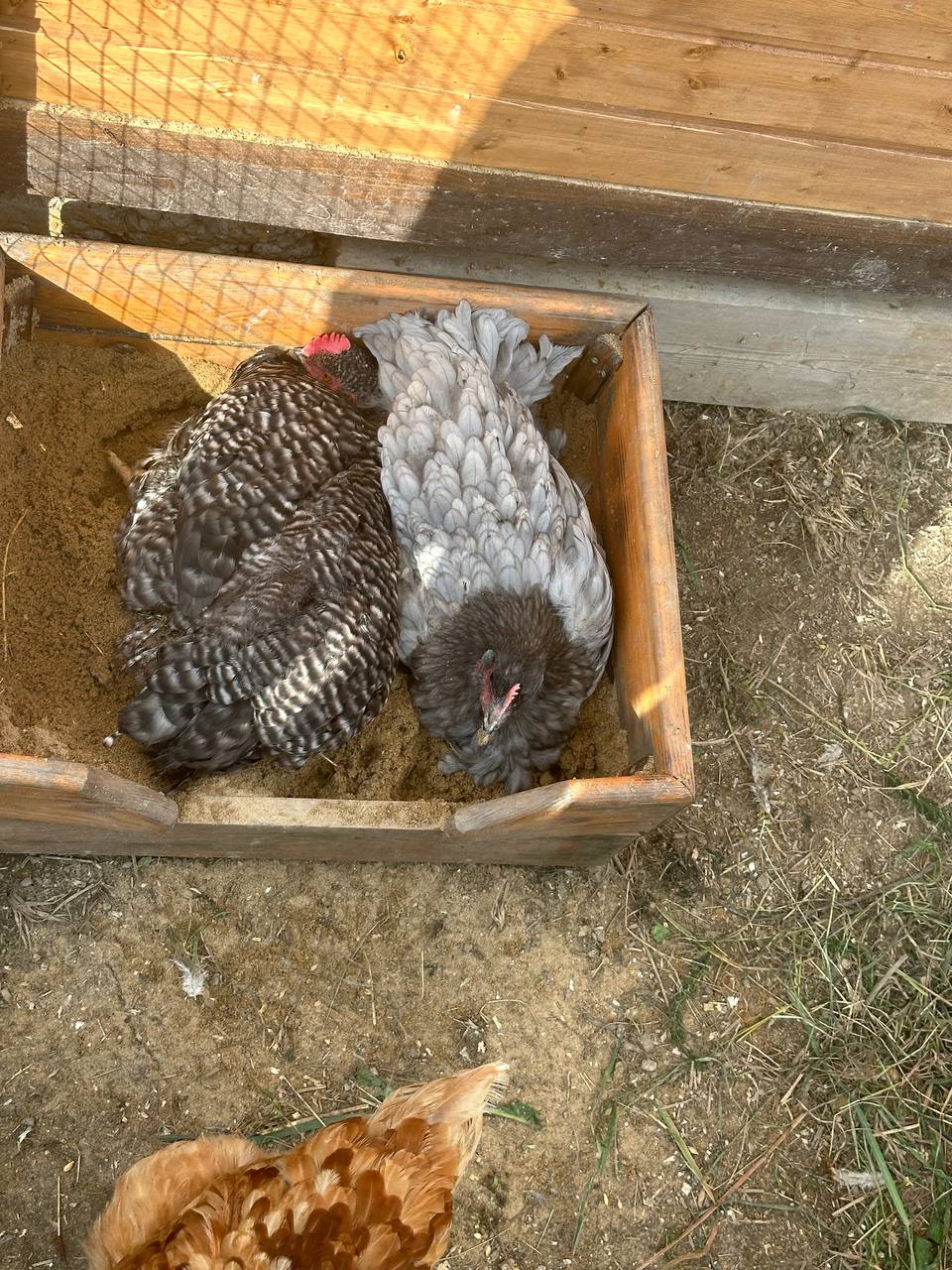 Фото Монтенегро