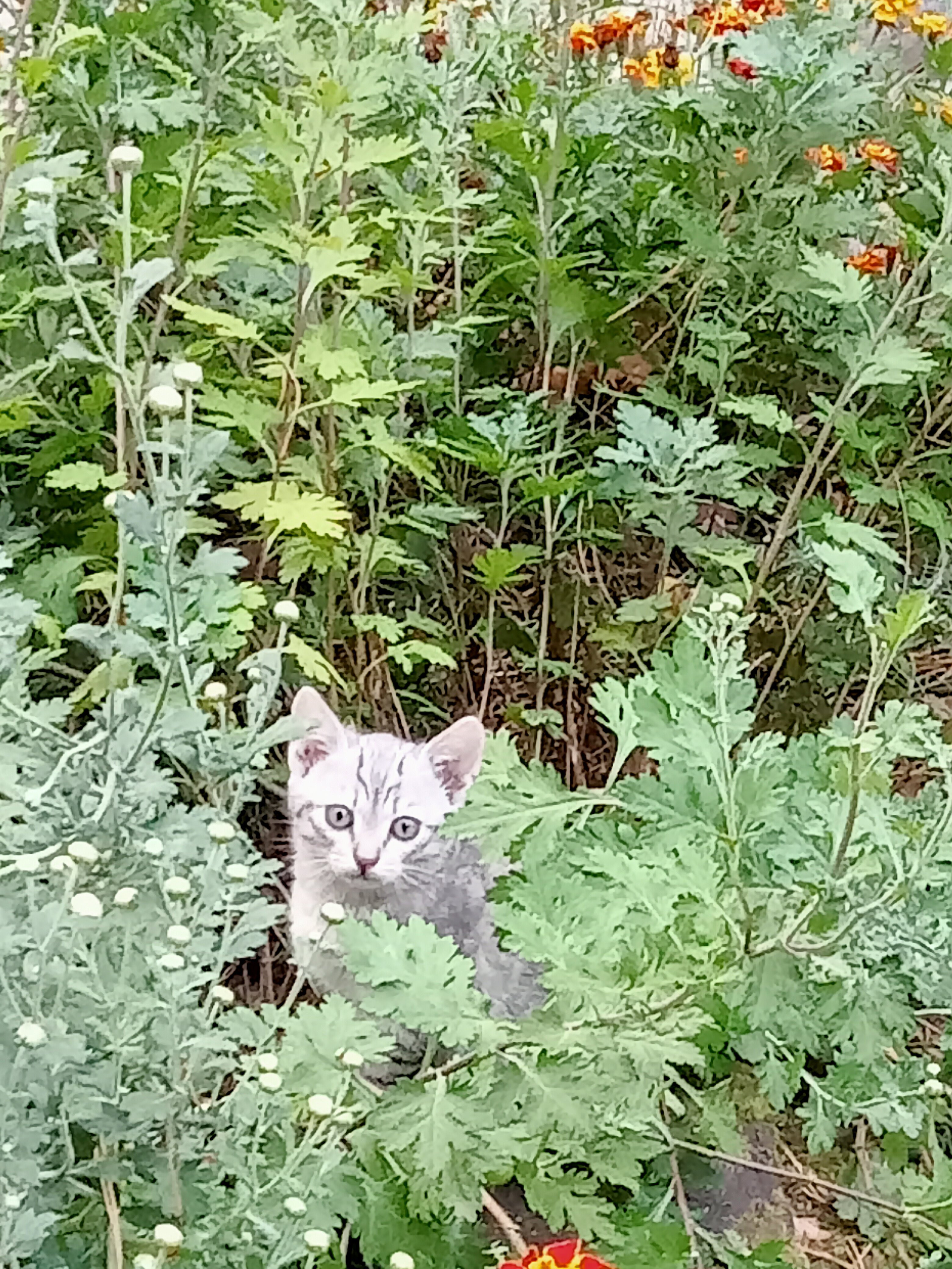 Фото Жемчужина