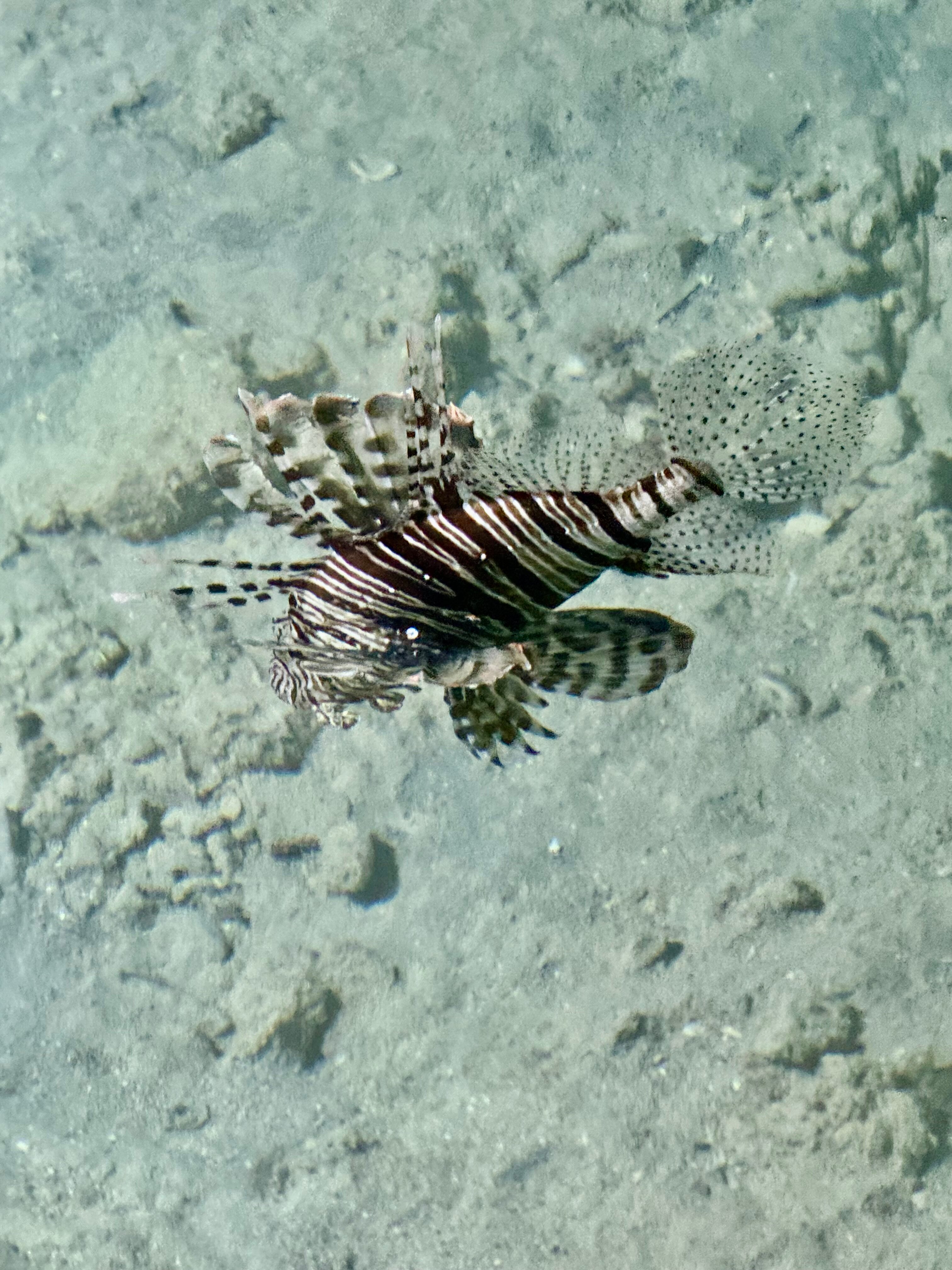 Фото Arabella Azur Resort