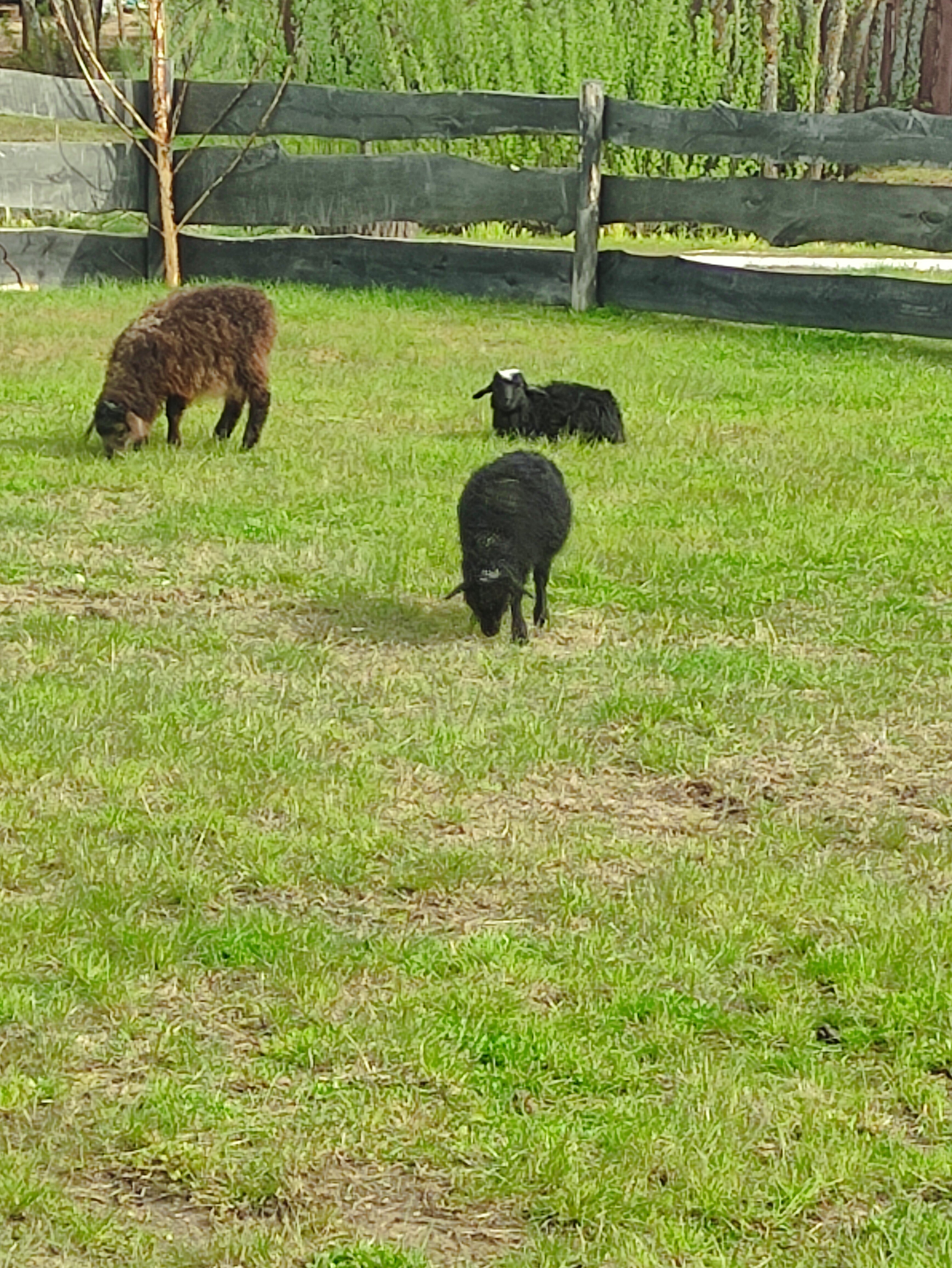 Фото Ферма хоббитоФ