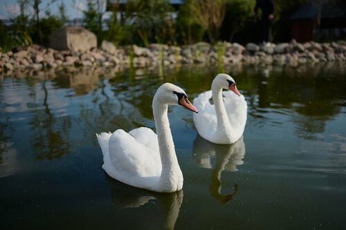 Vinity Village  фото 6