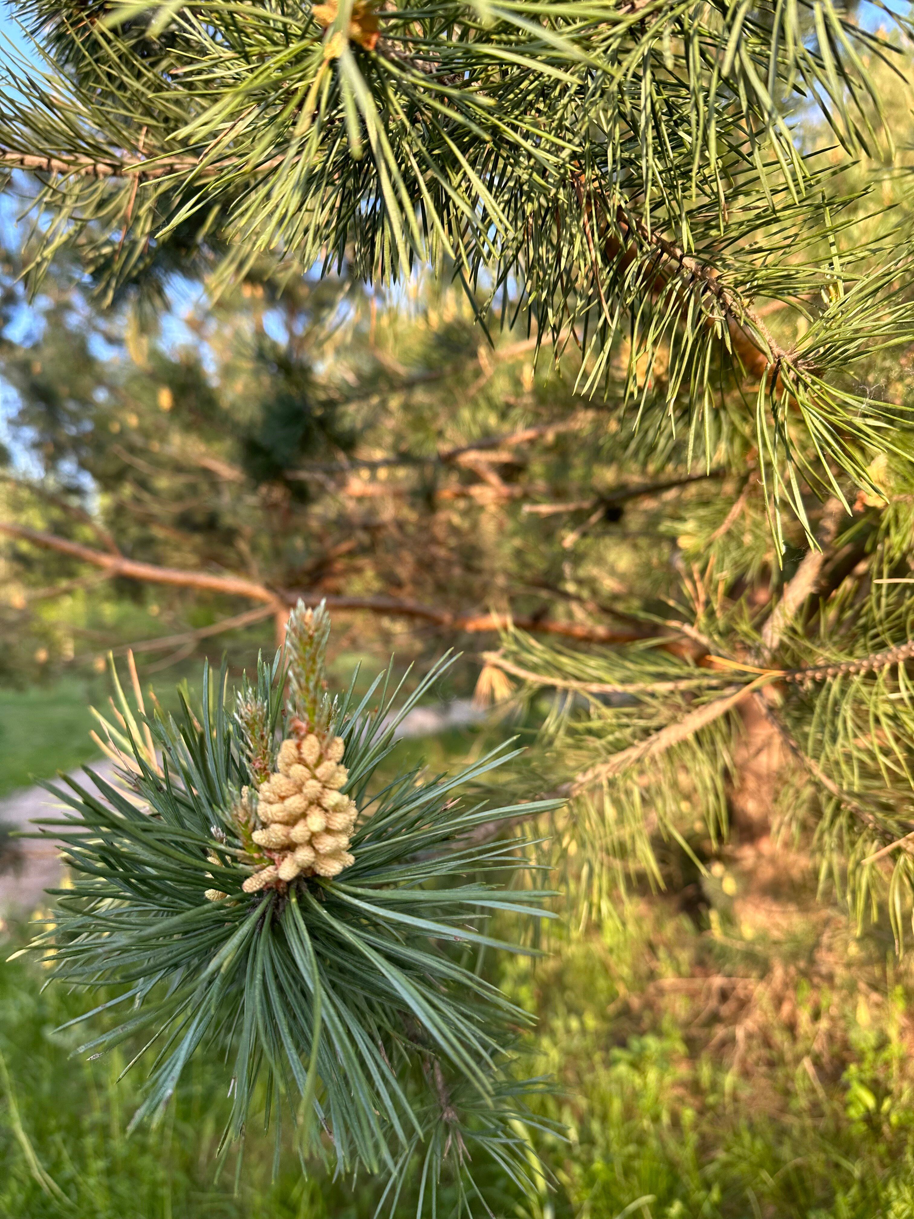 Фото Эко-горный