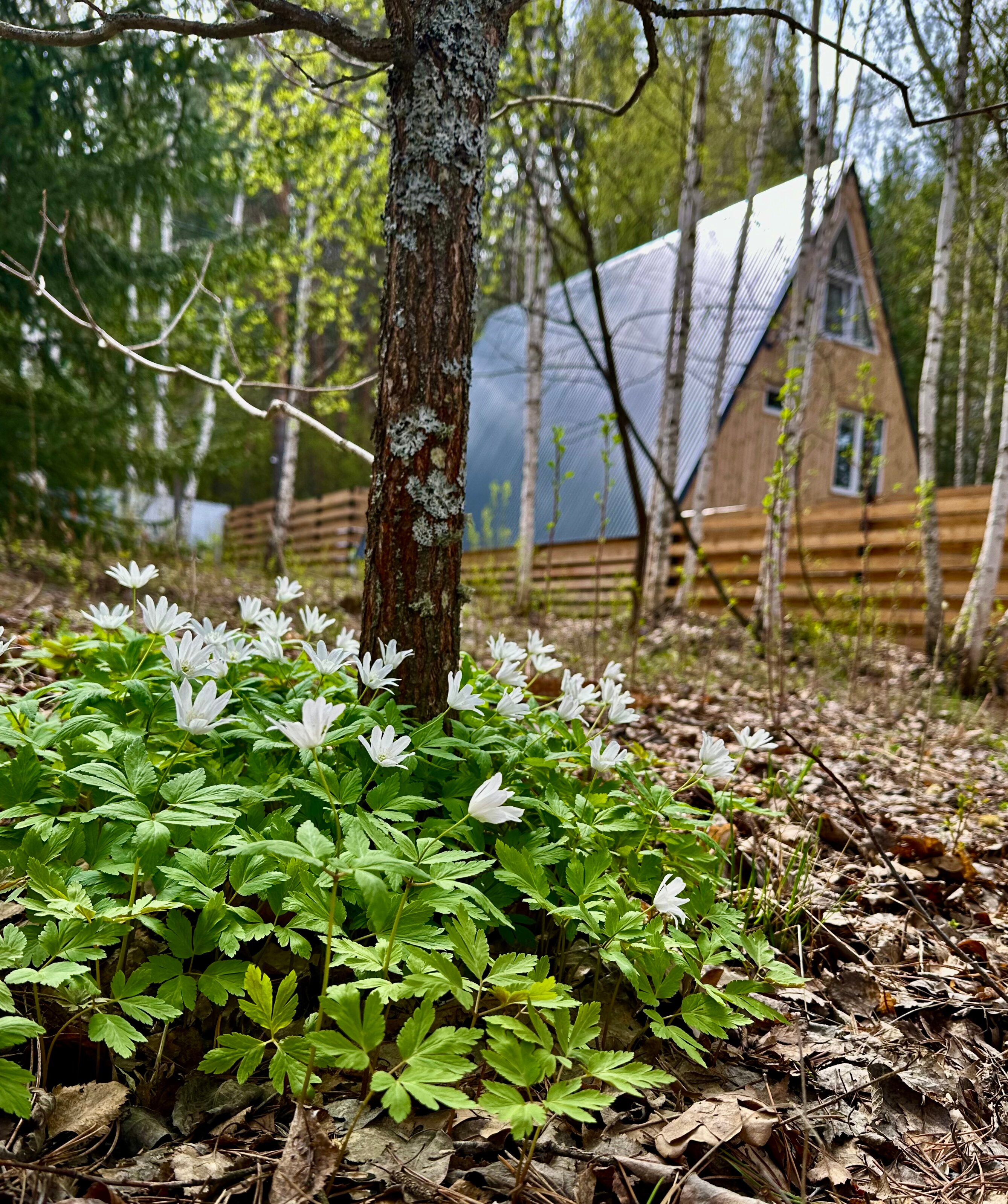 Фото Дом в лесу