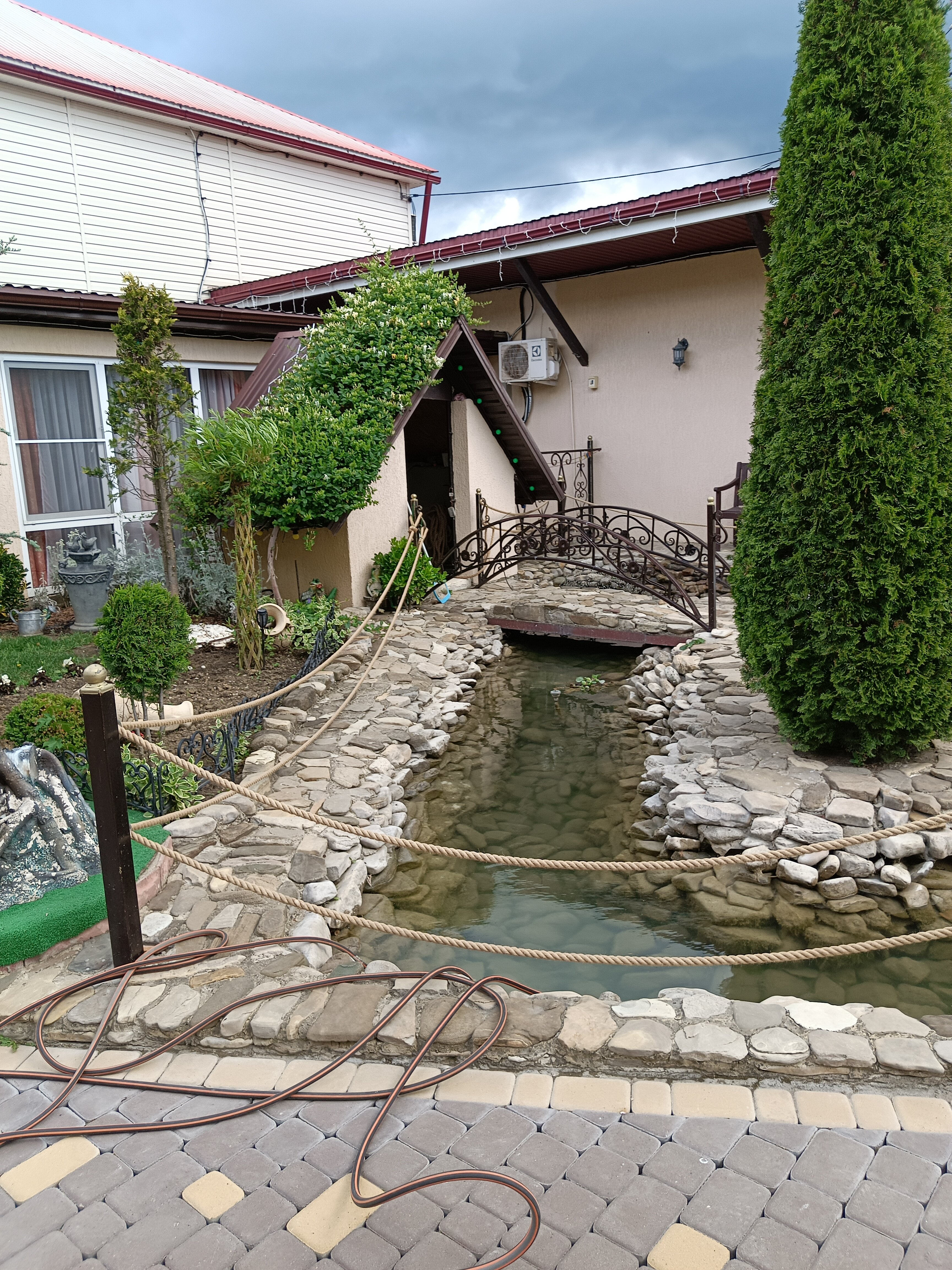 Фото Анютины Глазки