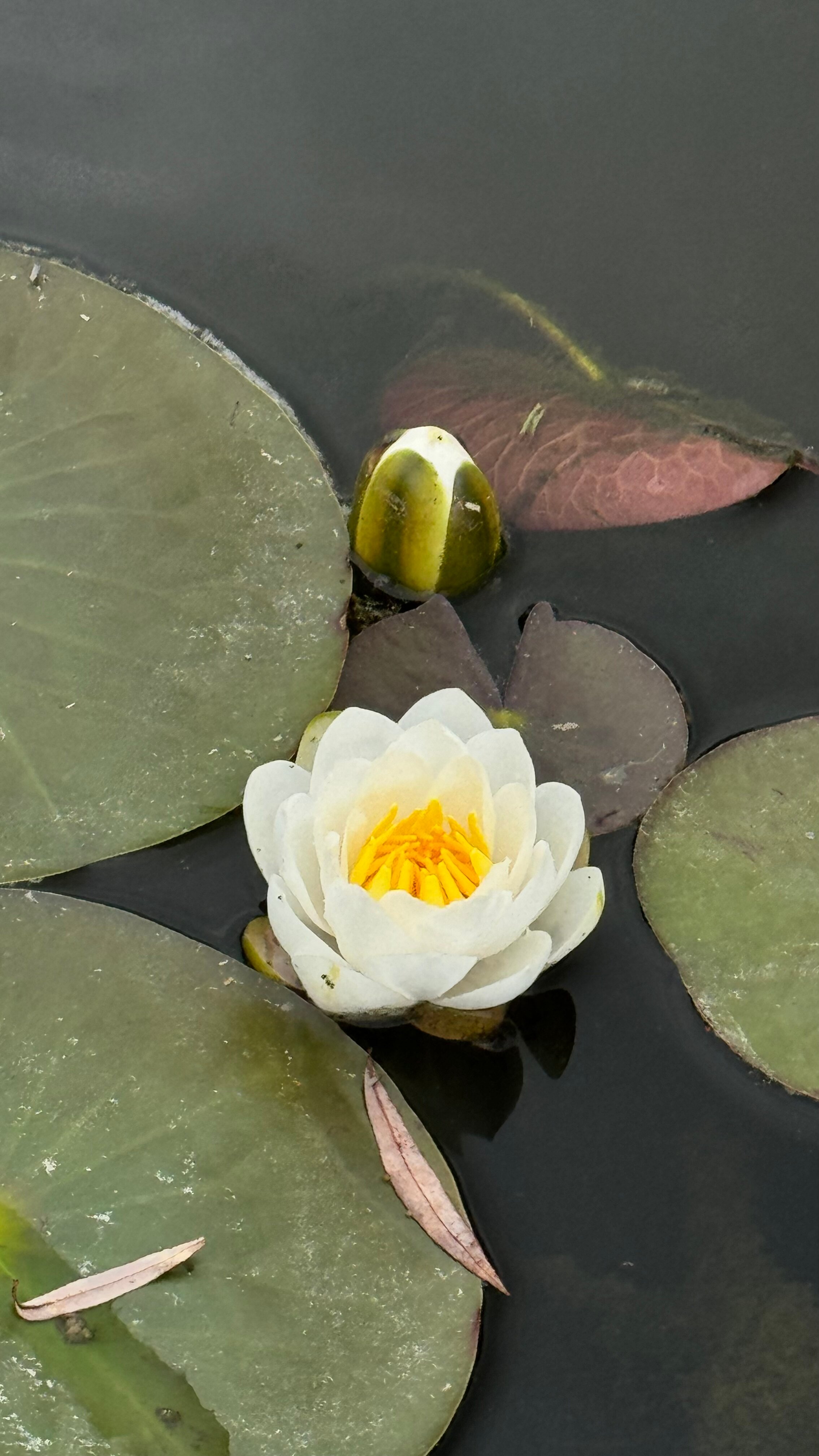 Фото Звени Река