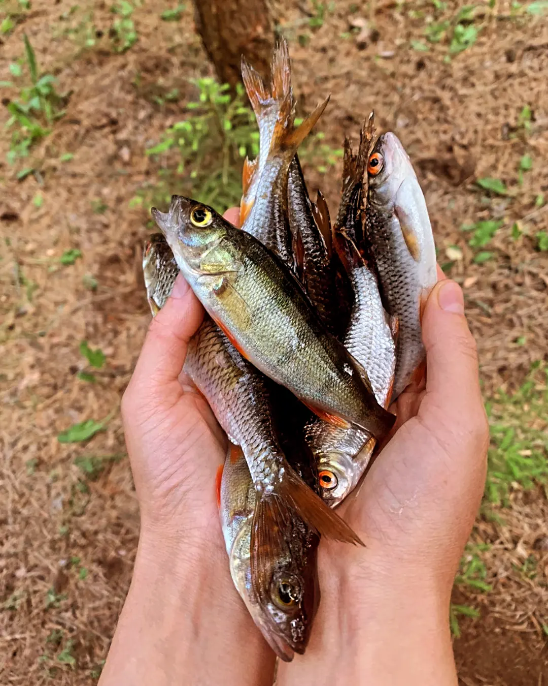 Фото НеДача