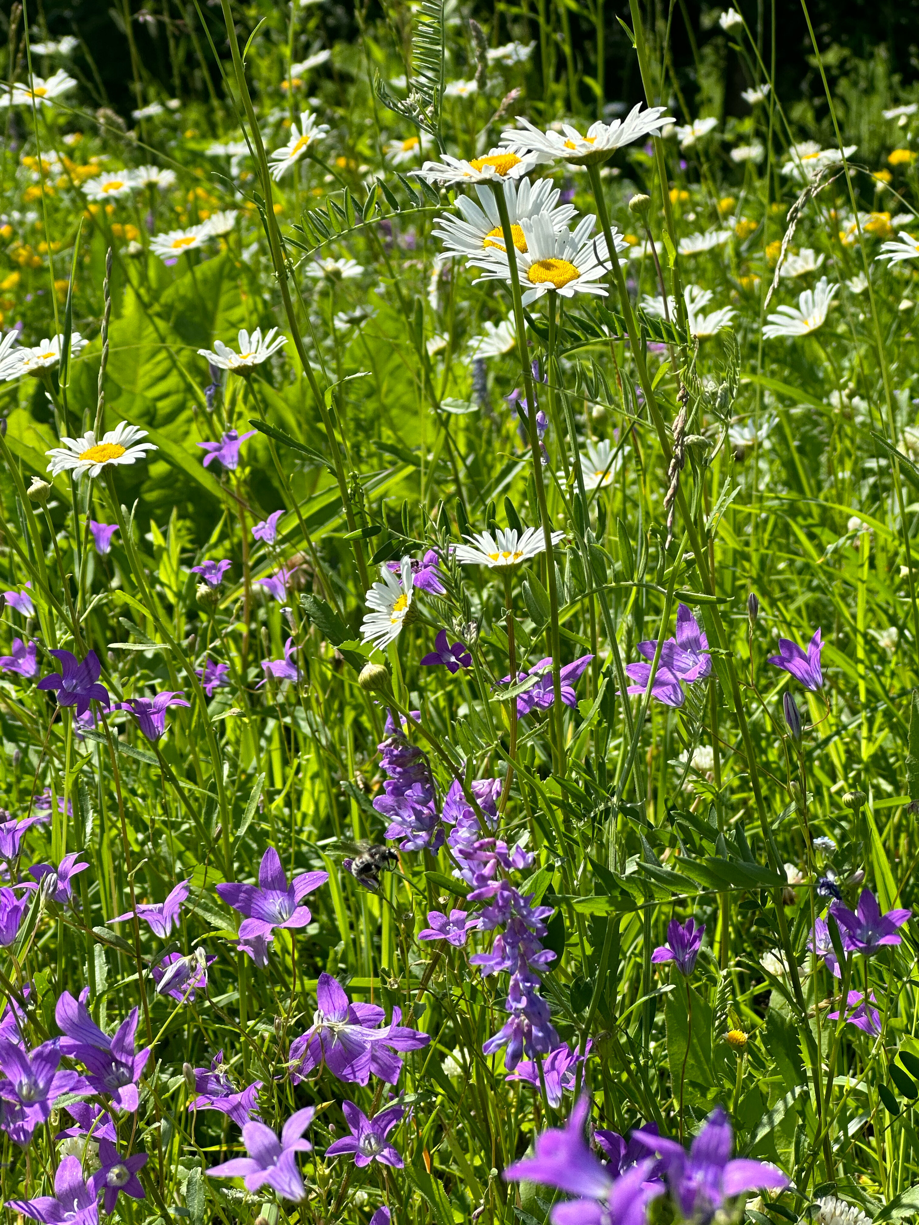 Фото Комьюнити Деревня