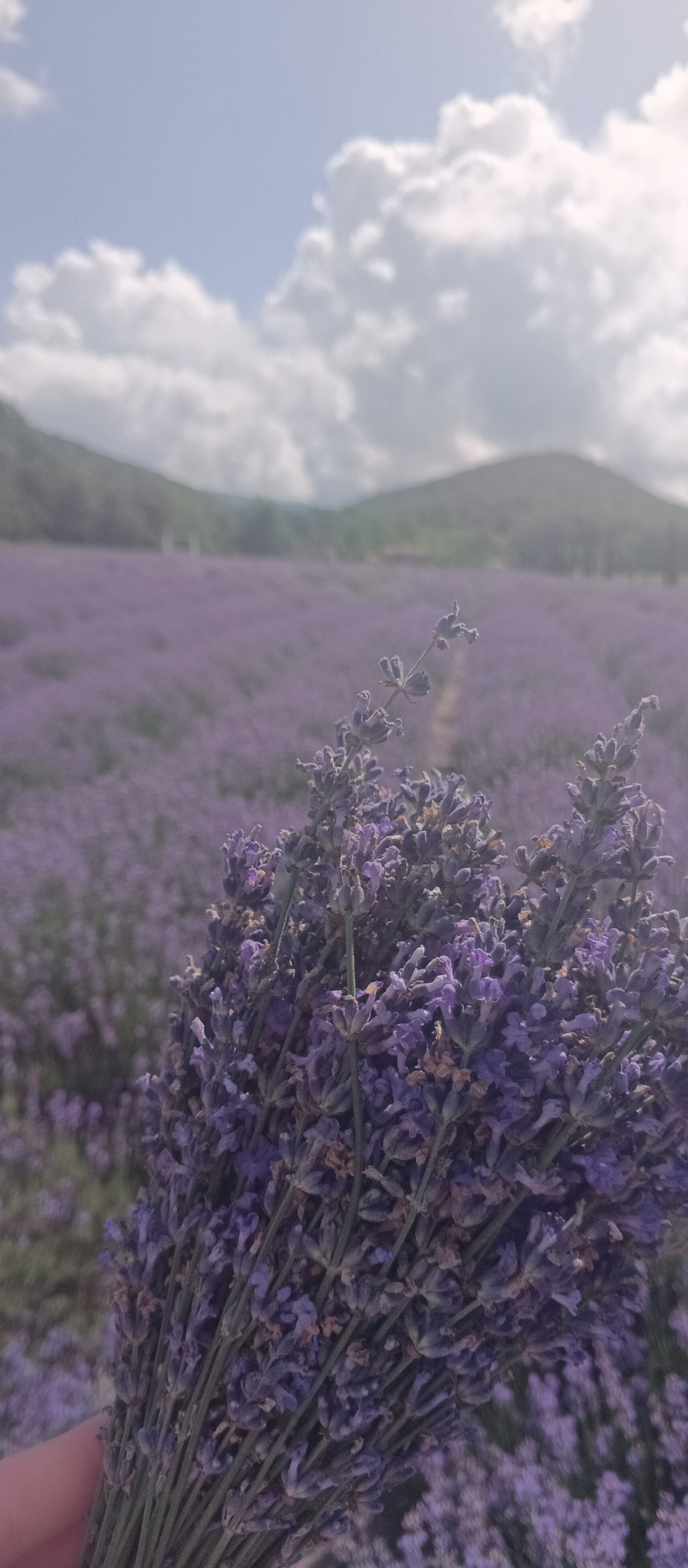 Фото 3 Мушкетера