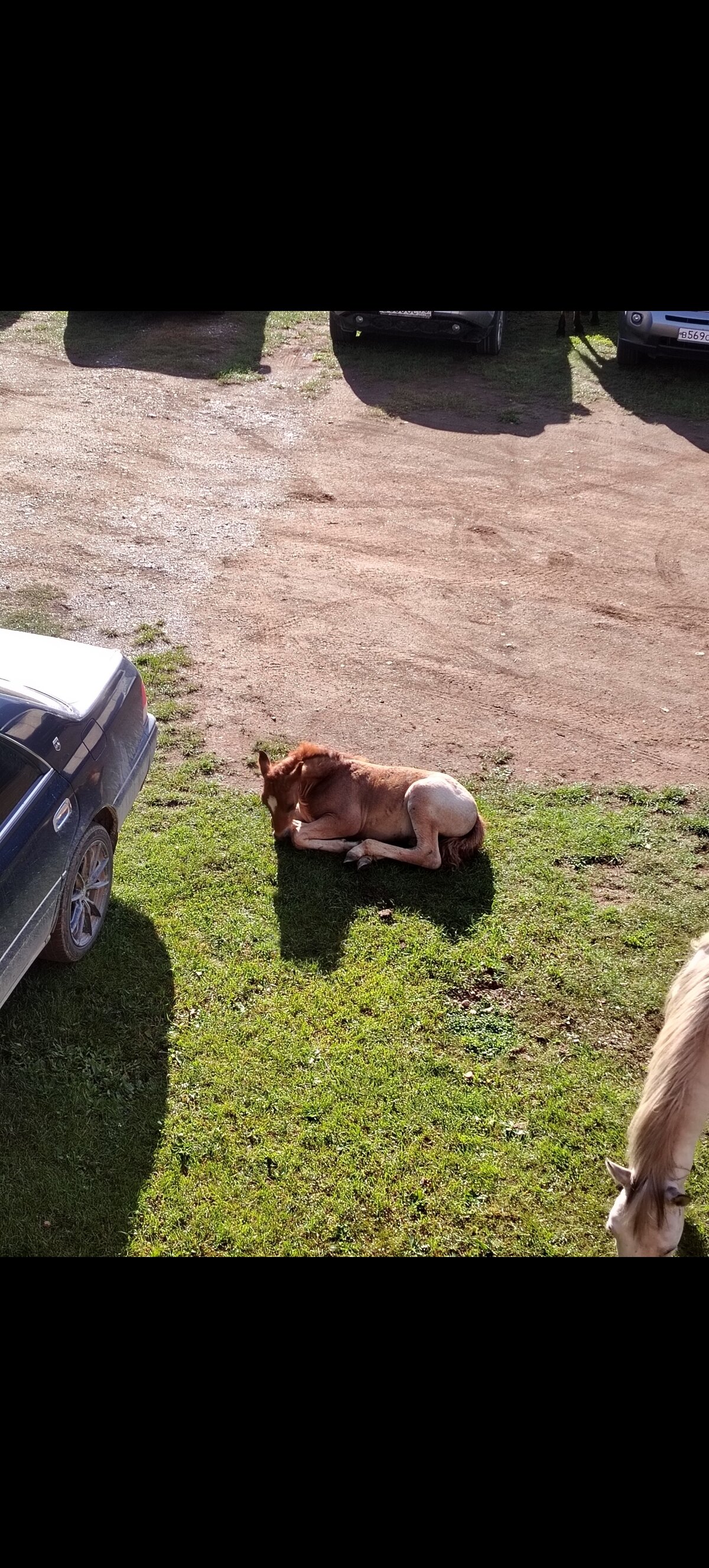 Фото Аура Алтая