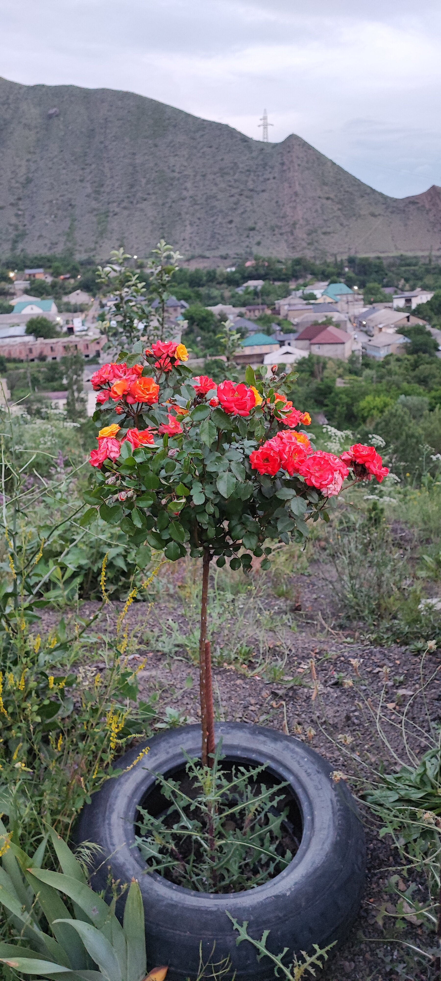 Фото Орлиное гнездо