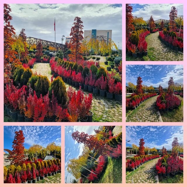 Plant nursery Bahar Nursery and Landscaping, Aziziye, photo