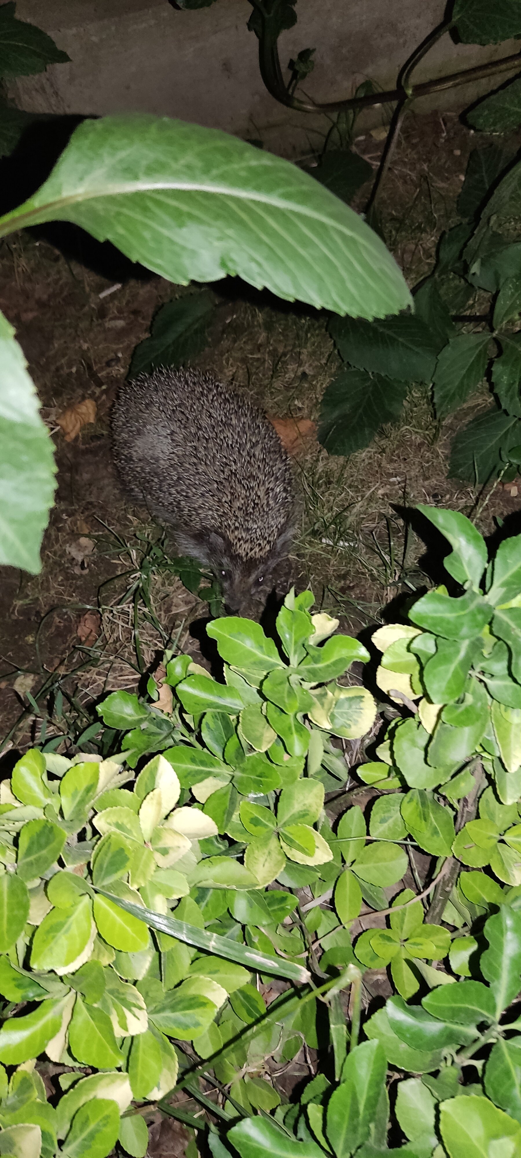 Фото Грин Вилл