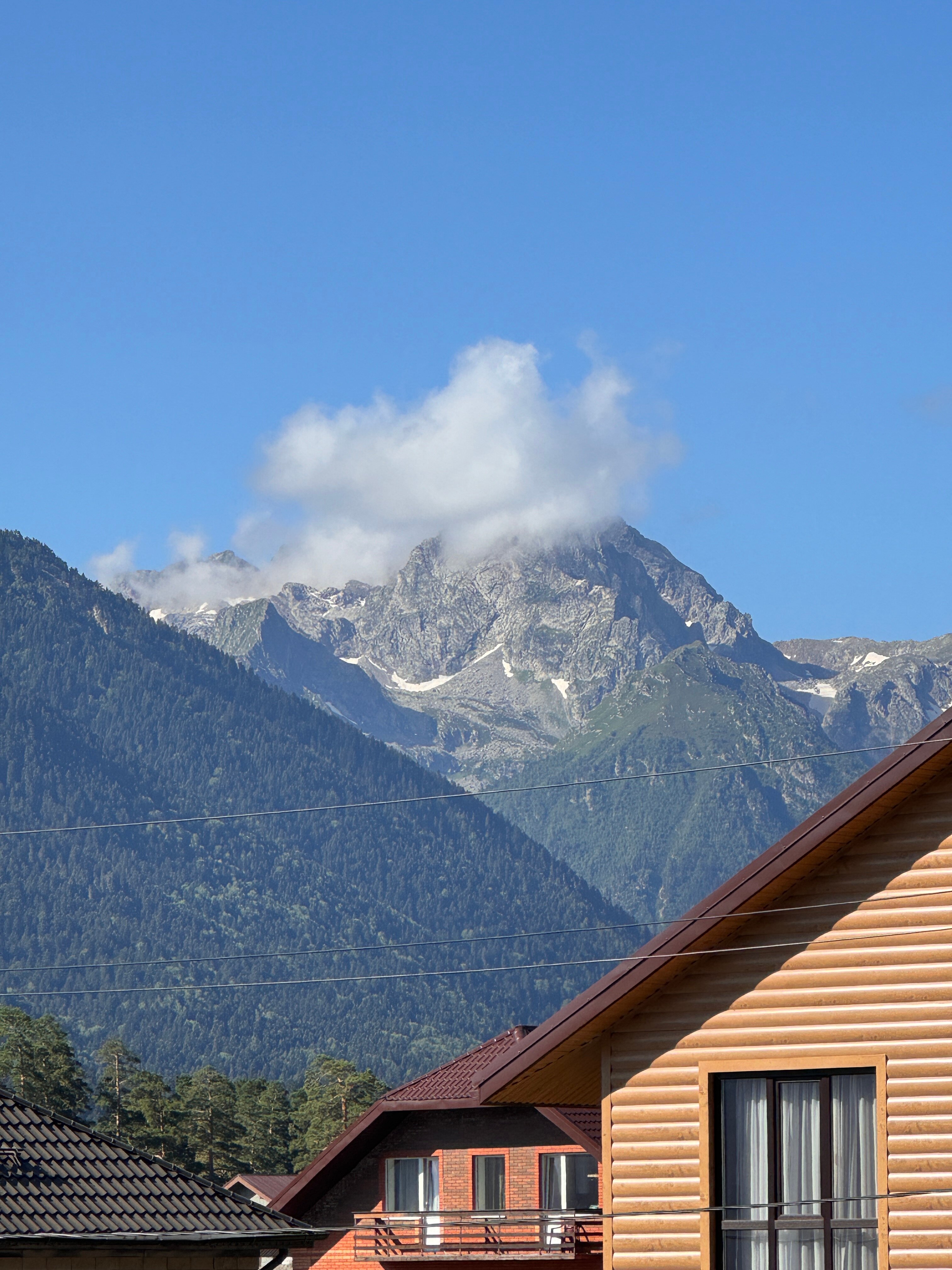 Фото Пихты Snow Point