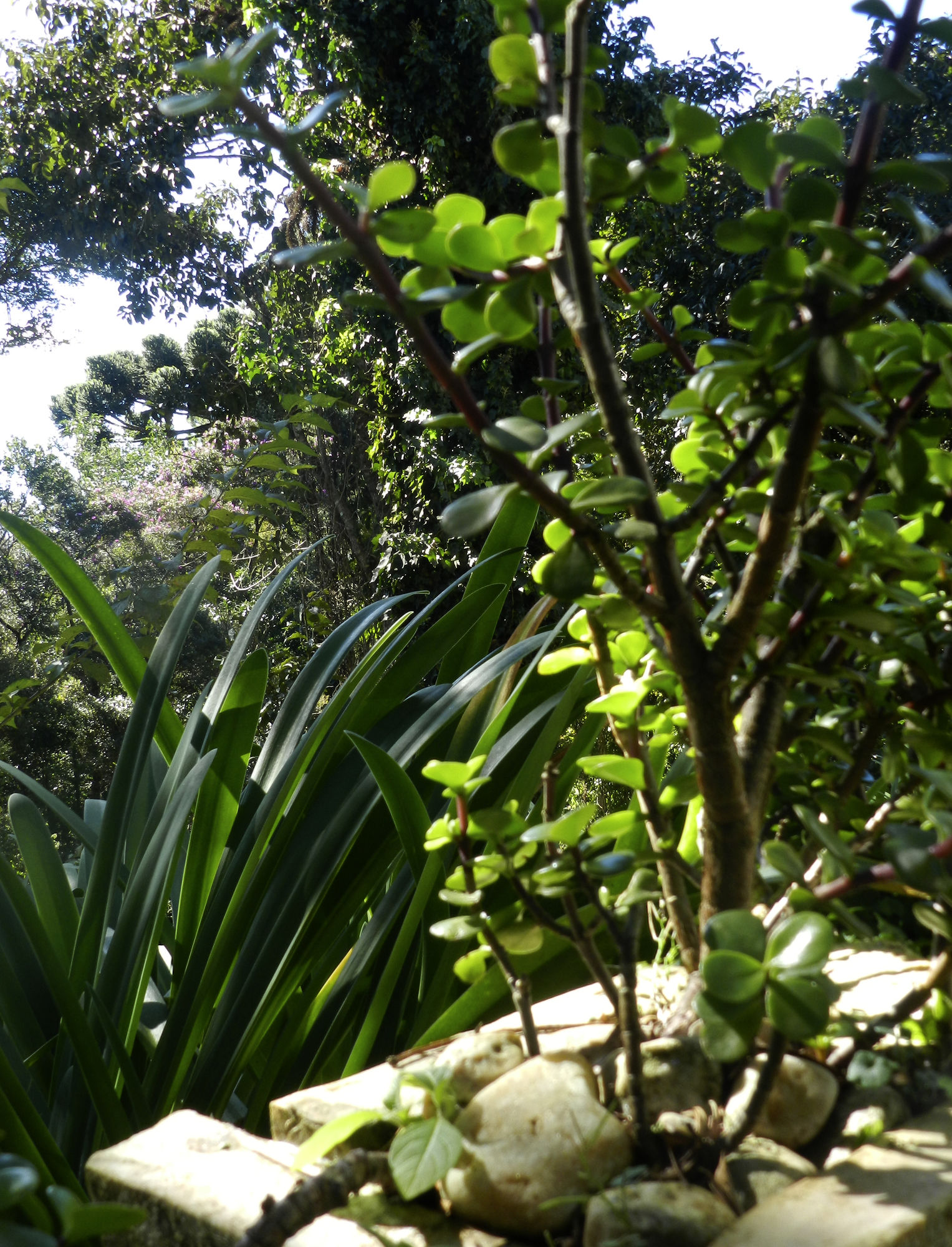 Фото Recanto das Araucarias