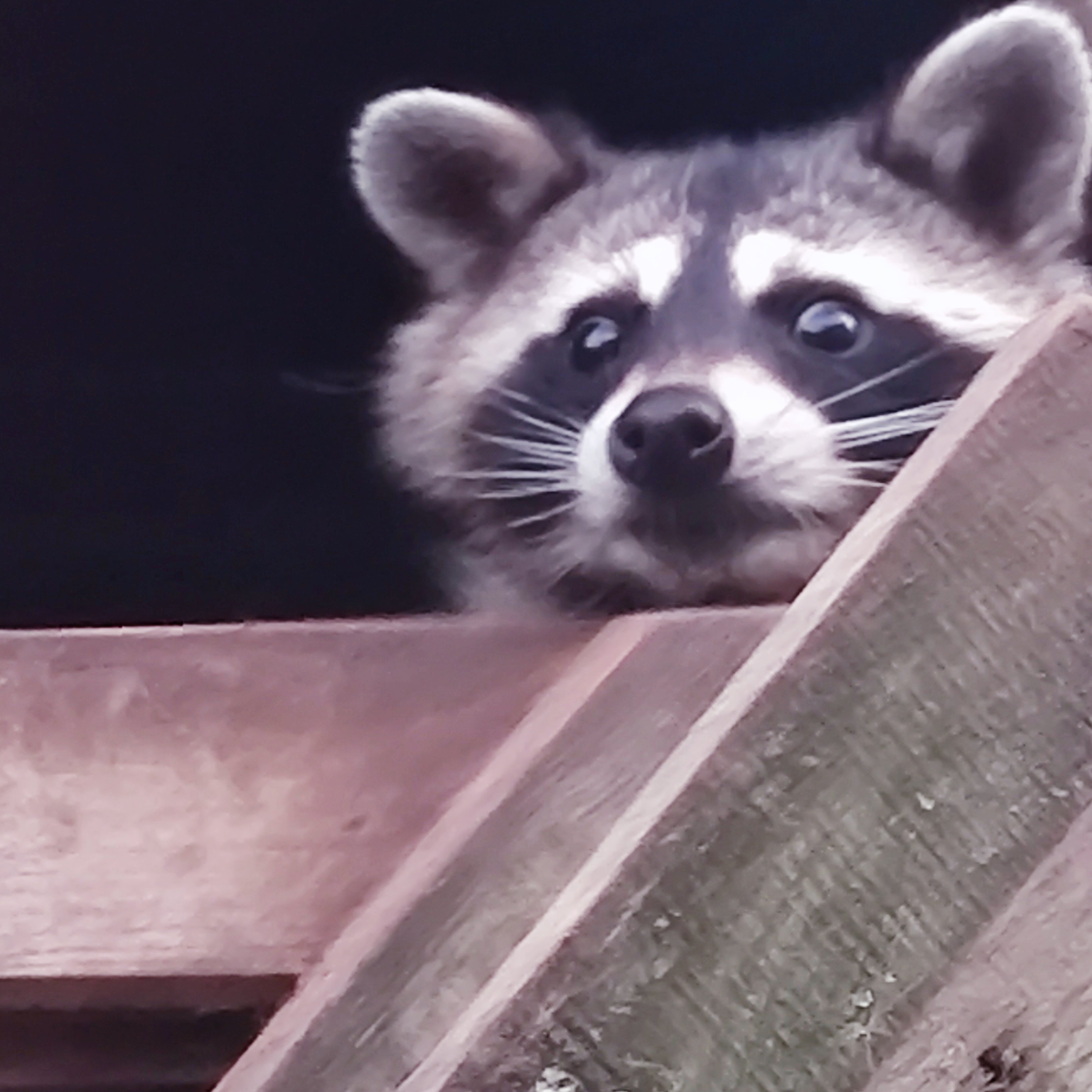 Фото Эль ранчо