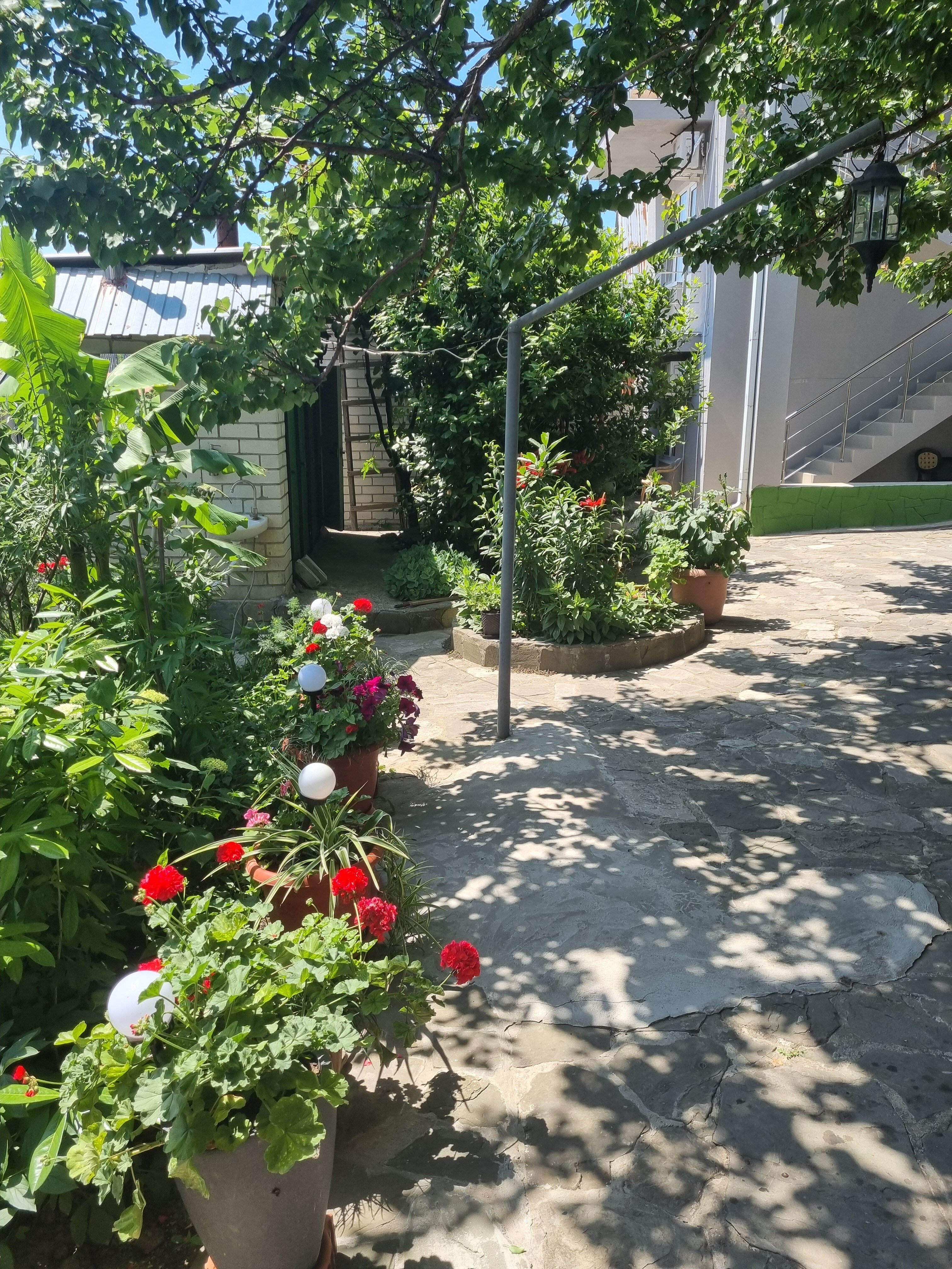 Фото Абрикос