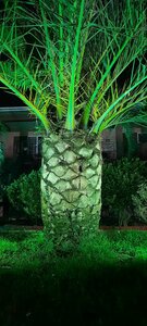 Розовый Фламинго