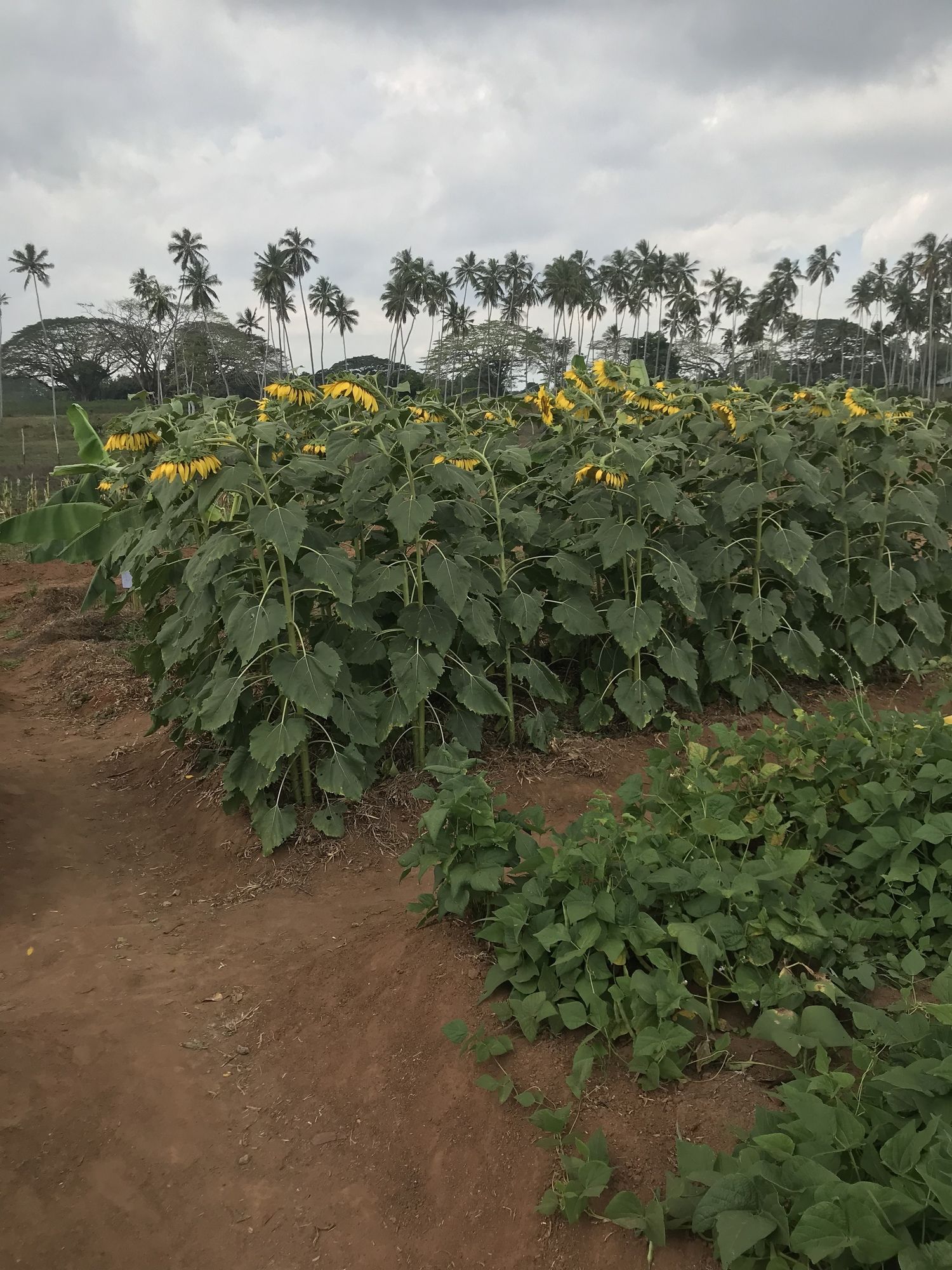 Фото Zanzibar Dream Lodge