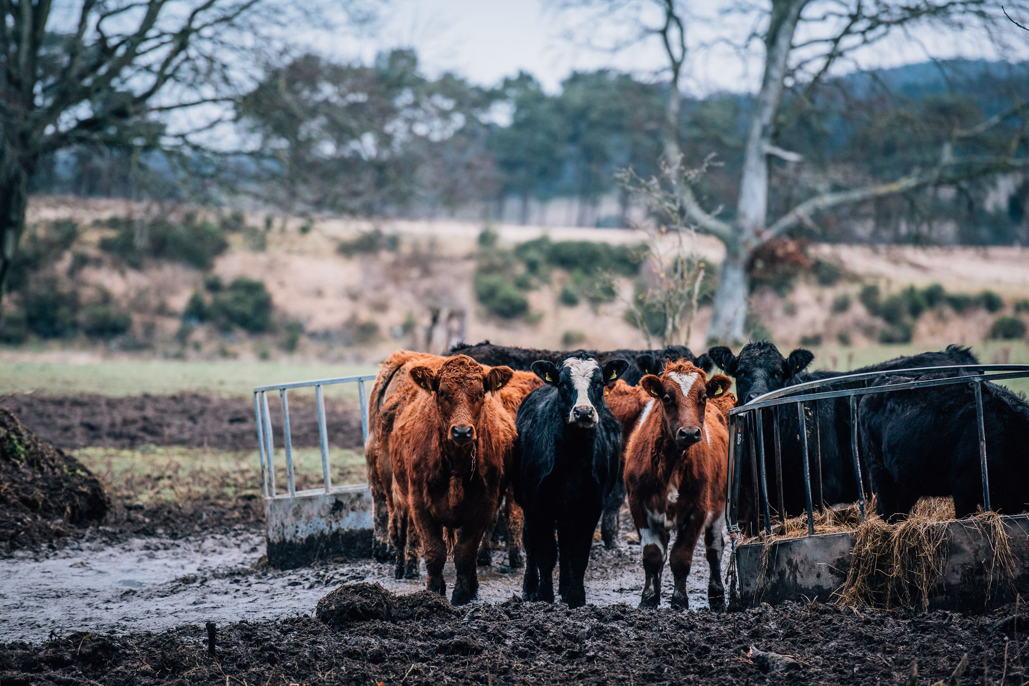 Фото Cornhill Castle Hotel