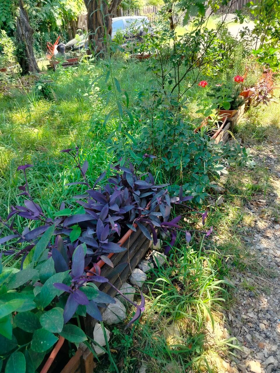 Фото Оранжереи