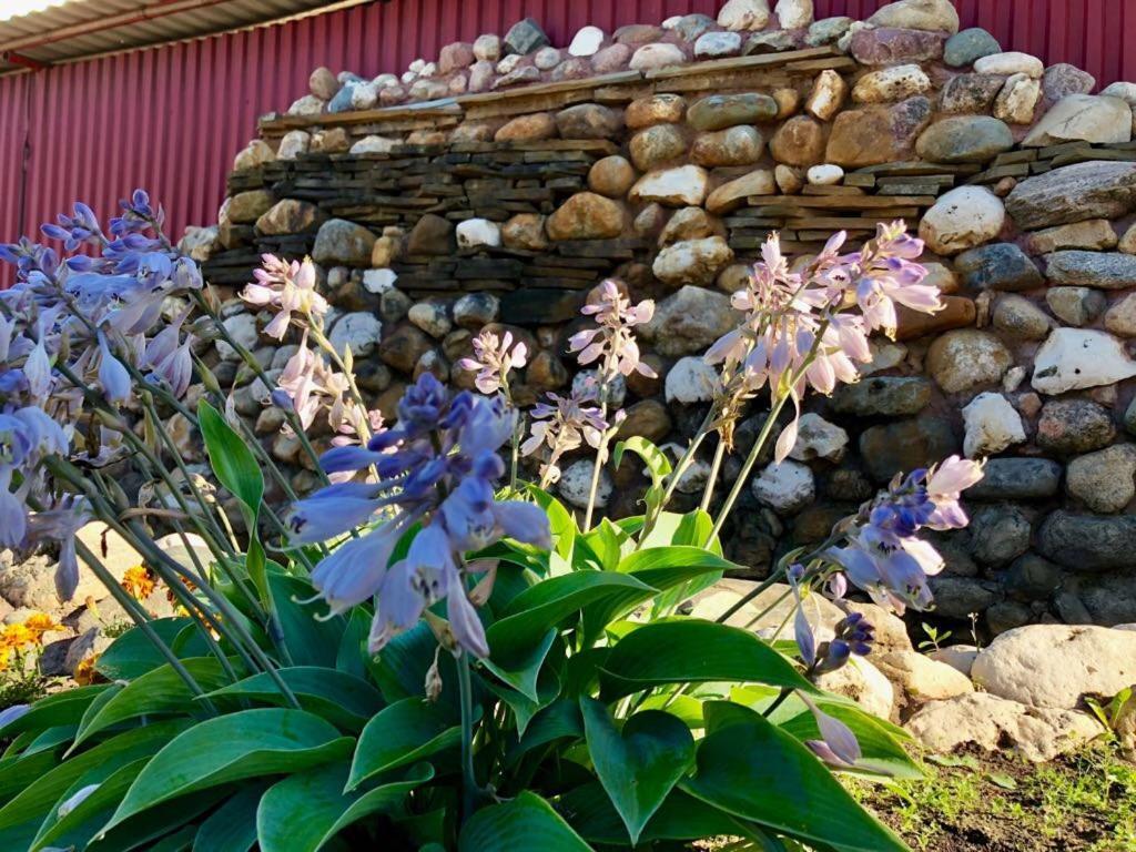 Фото Балтика