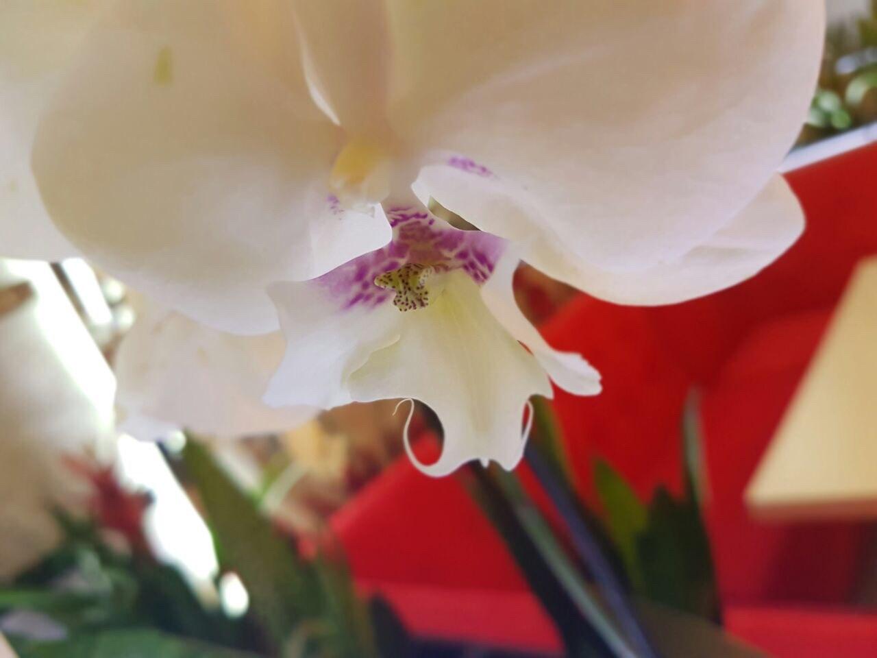 Фото Снежинка