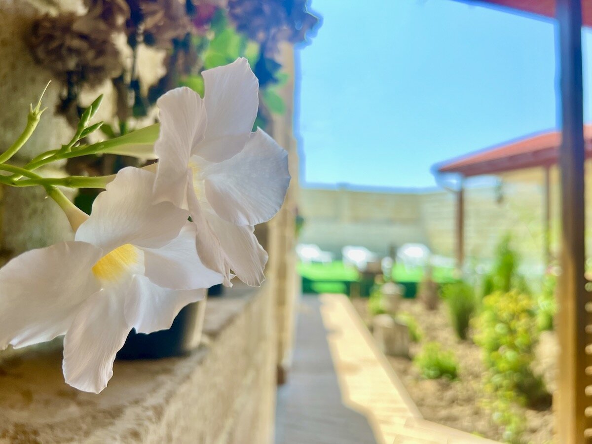 Фото Домашний