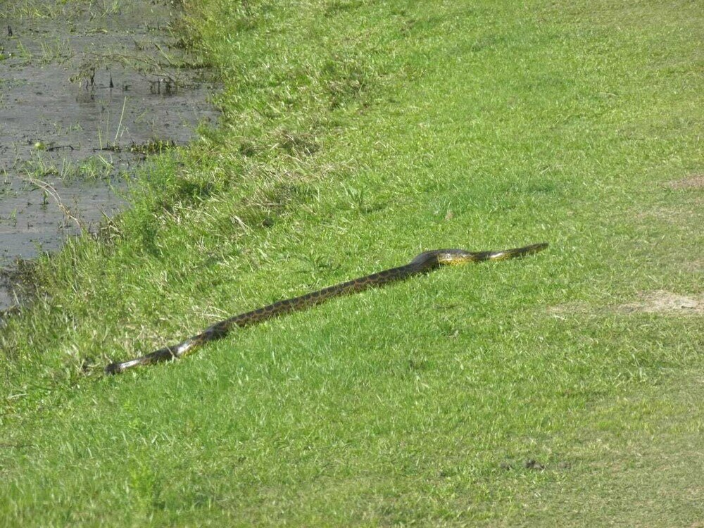 Фото Wild Wetlands Lodge