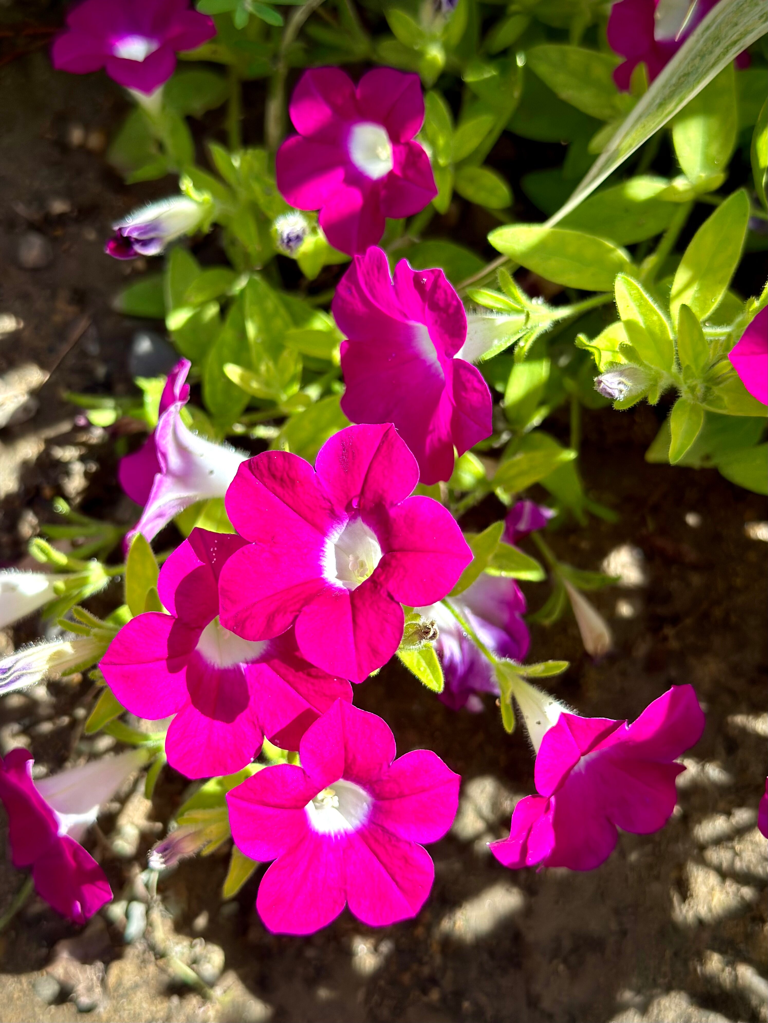 Фото Пансионат Лад