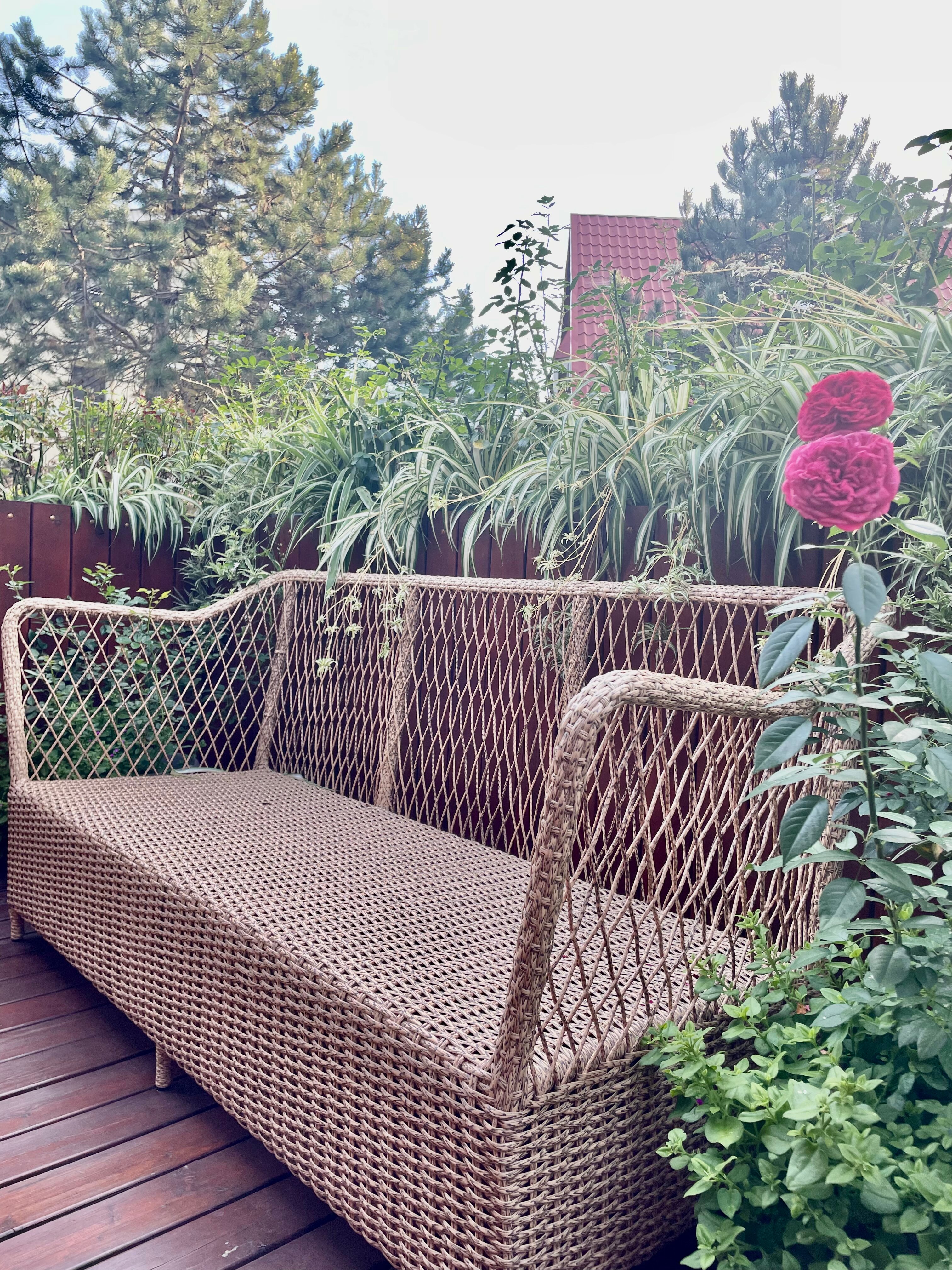 Фото Розмарин