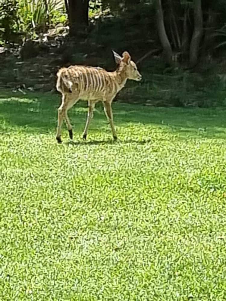 Фото Deo Volente Country Estate