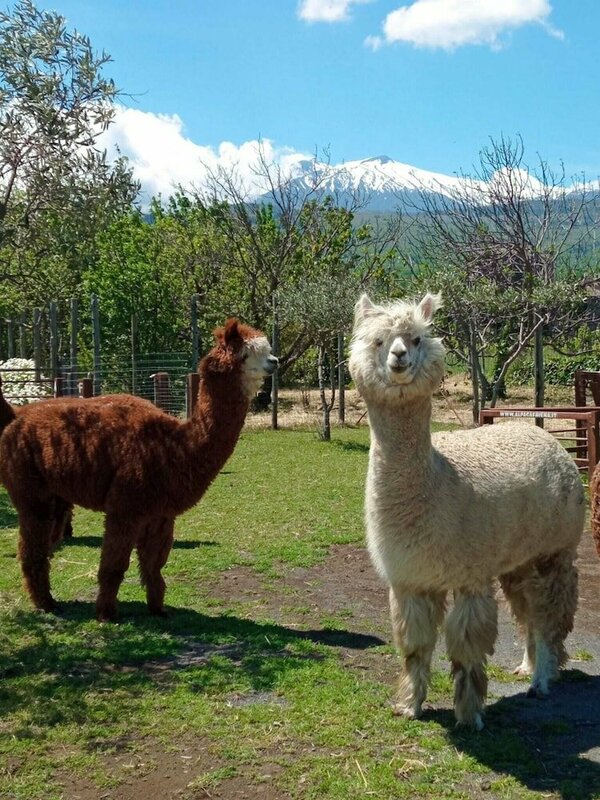 Гостиница Alpaca Etna Rooms