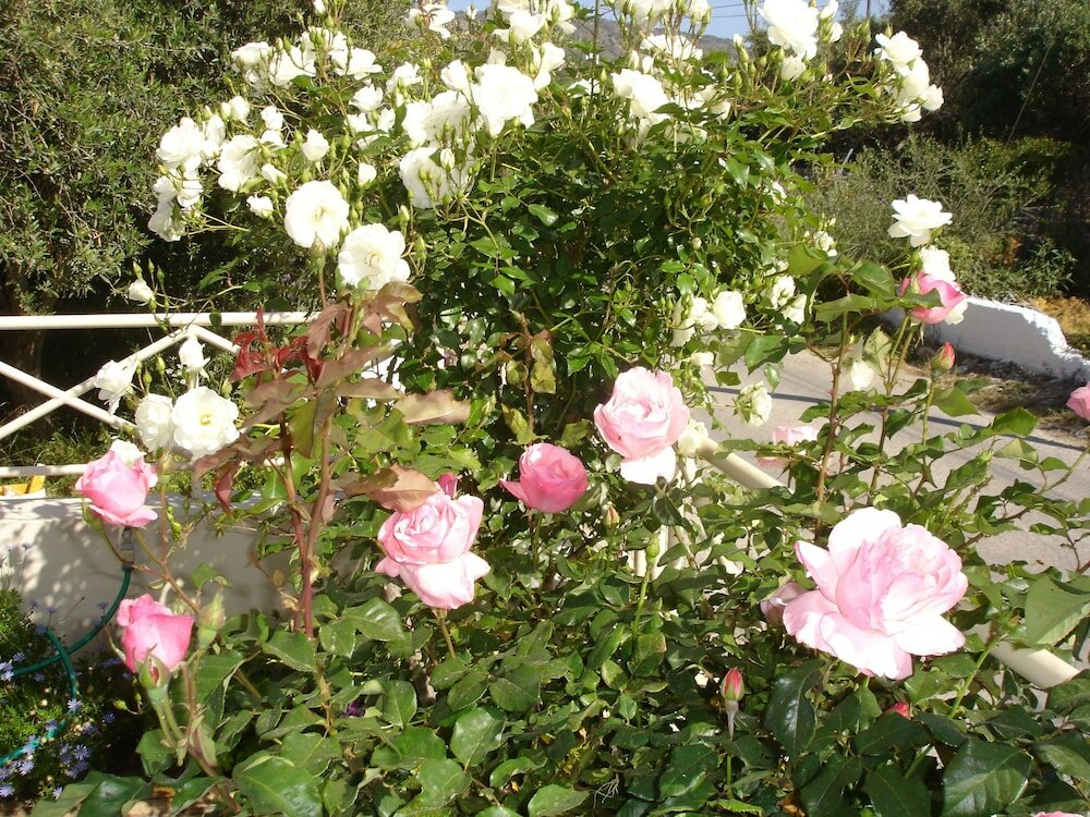 Фото Armonia Apartments & Studios