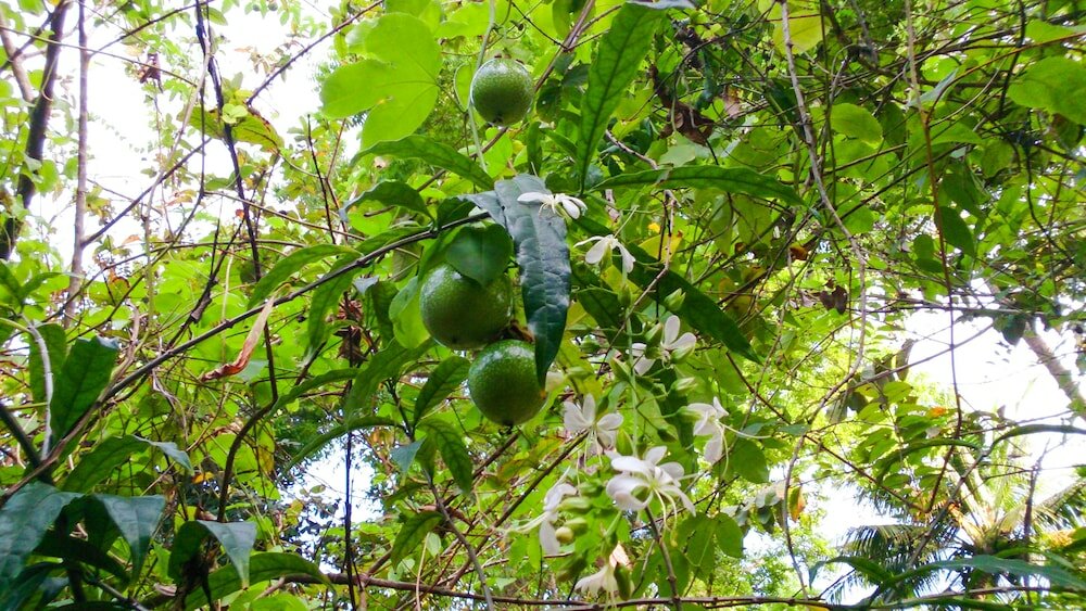 Фото Seashore Mirissa