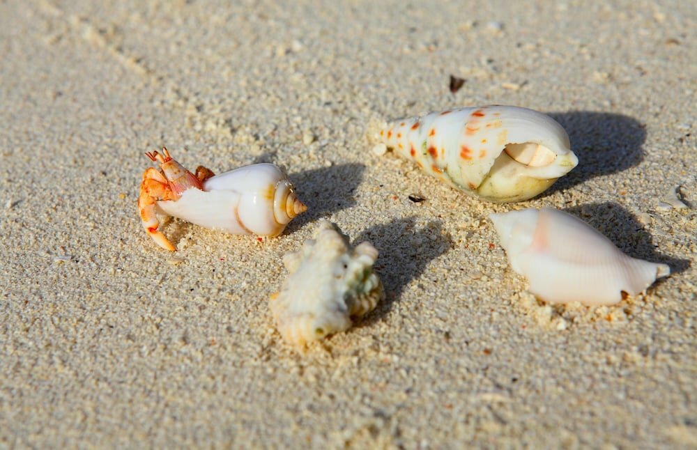 Фото Ocean Villa with pool & SPA