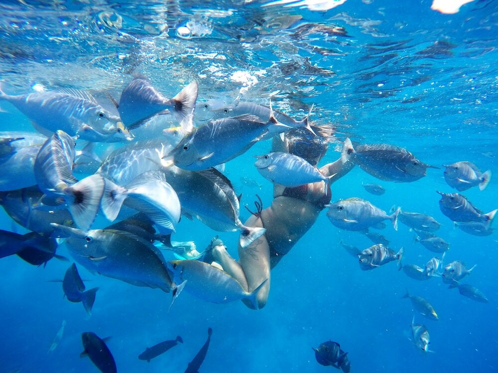 Фото Adroit Beach Inn