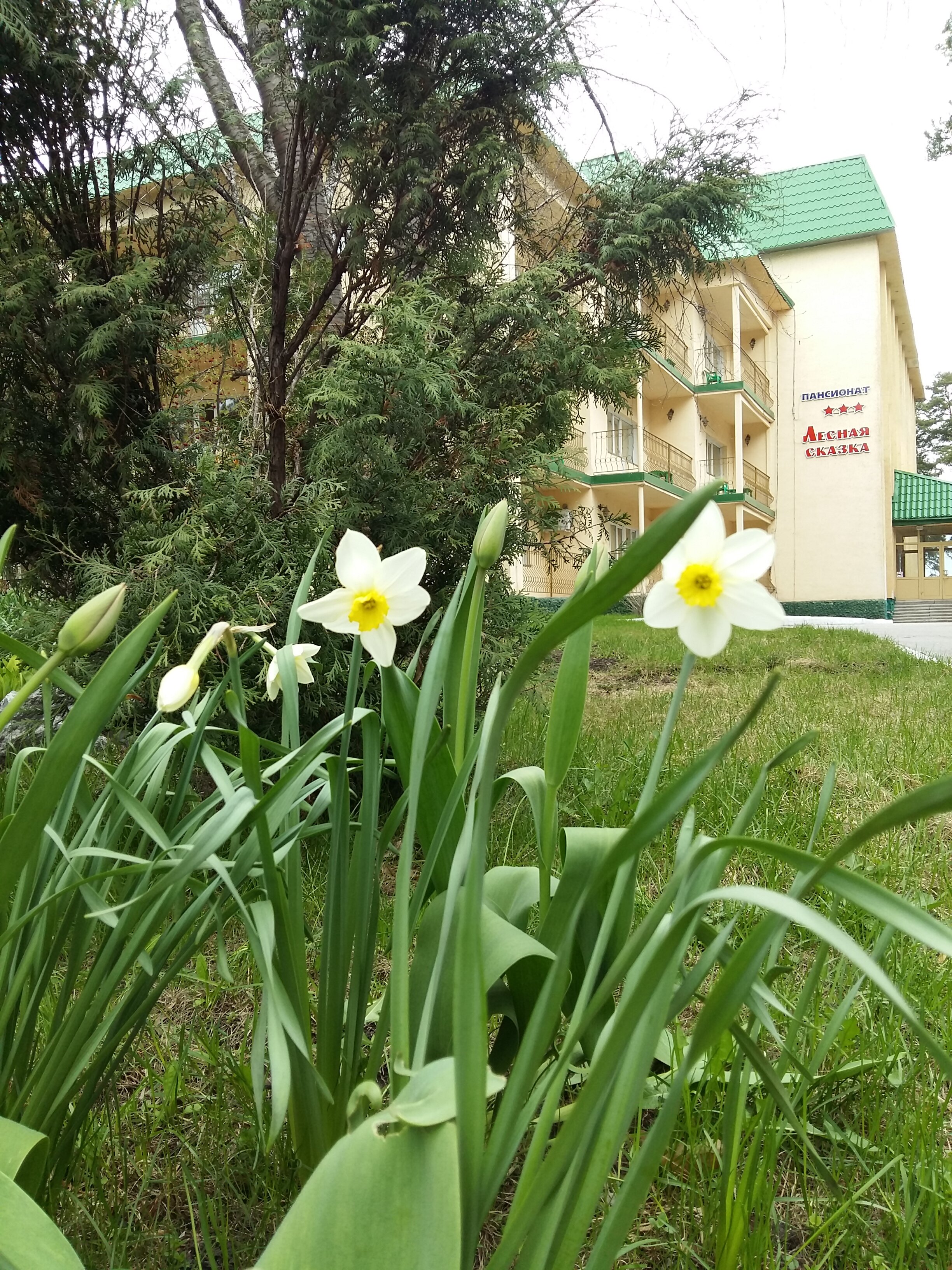 Фото Лесная сказка