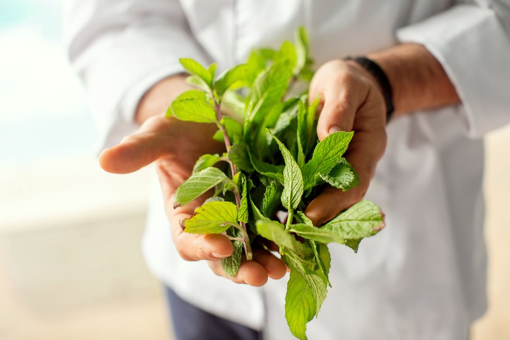 Фото Hotel Mediterranean Resort