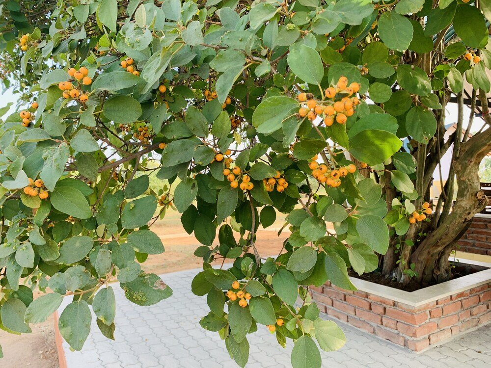 Фото Thihawa Eco Huts Yala