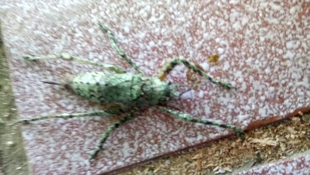 Фото Tiny House Garden - Praia Grande - Sc