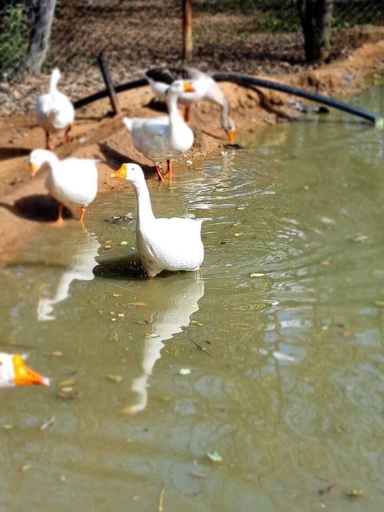 Фото Deo Volente Country Estate