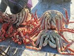 Крабы (Sakhalin Region, Dolinskiy gorodskoy okrug, selo Vzmorye), fish and seafood