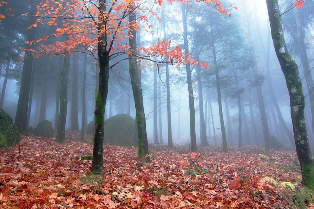 Фото Hotel Rural da Freita