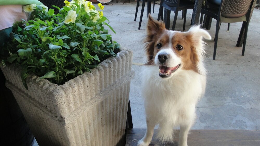 Фото The Queen Tower