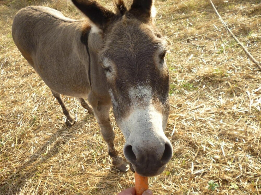 Фото Picic Guesthouse