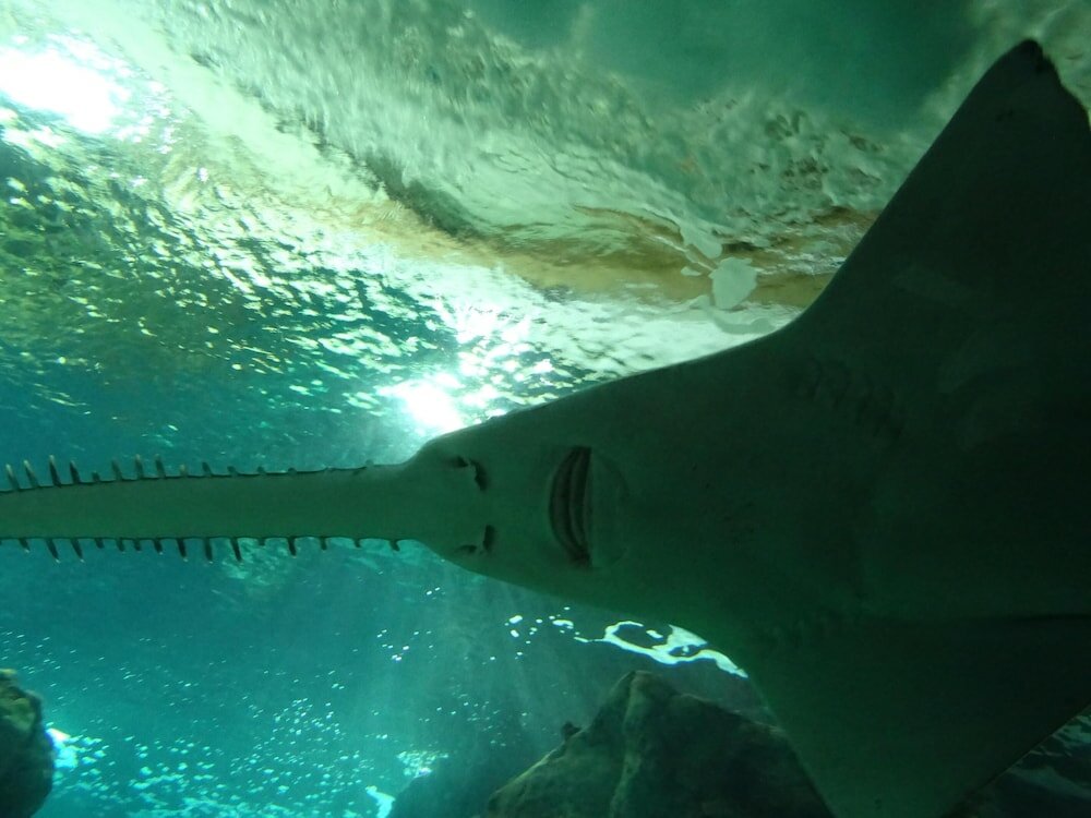 Фото Hôtel Ginkgo