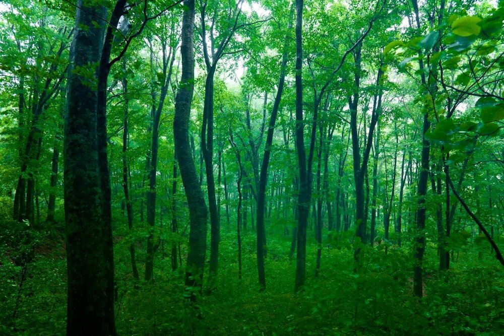 Фото Bunano Sato Shirakamikan