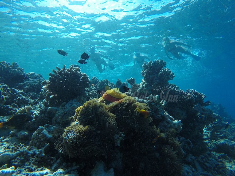 Фото Rasdhoo Relax Inn