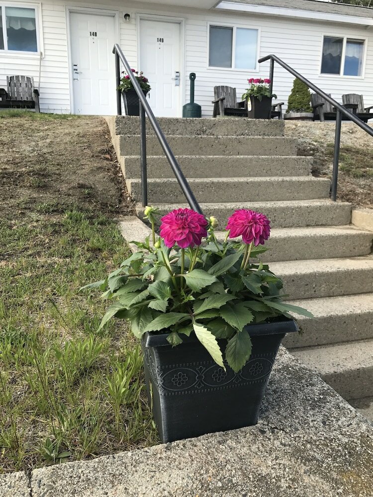 Фото White Birches Motel